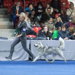 Siberian Husky - Akima Kassel BIS 2017 - Siberian Husky Züchter